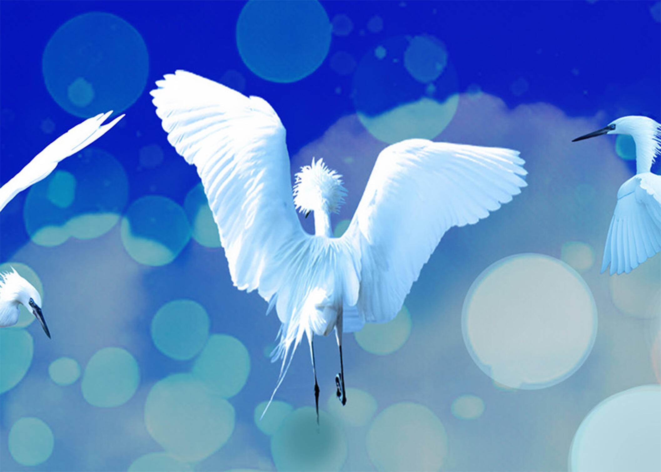 Composite photographic art of white morph reddish egrets dancing in a glowing blue sky with soft bokeh lighting and dreamlike atmospheric effects.